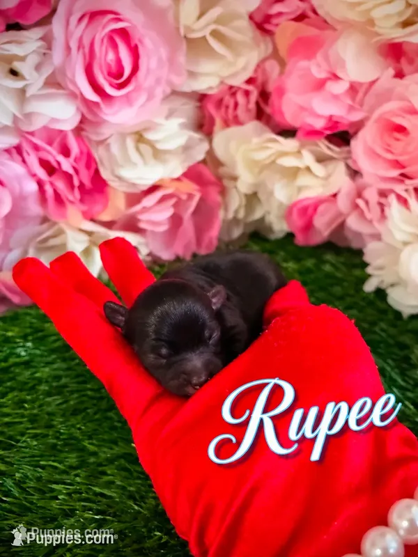 Rupee – Yorkipoo puppy for sale in Pennsauken, NJ