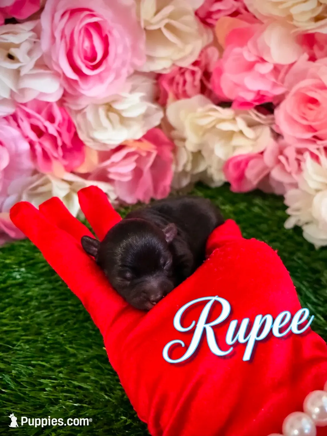Rupee, a male Yorkipoo for sale in Pennsauken, NJ – 1 of 6