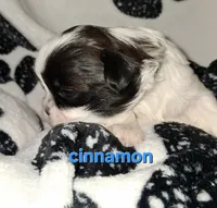 Cinnamon , a female Shih Tzu for sale in Gloucester City, NJ – 2 of 2