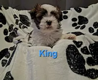 King, a male Shih Tzu for sale in Gloucester City, NJ – 2 of 9