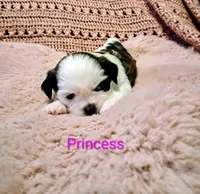 Princess, a female Shih Tzu for sale in Gloucester City, NJ – Photo 2 of 4