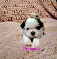 Princess, a female Shih Tzu for sale in Gloucester City, NJ – Photo 3 of 4