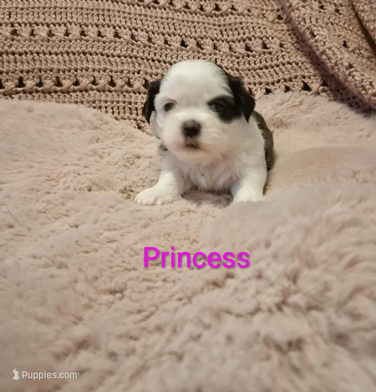 Princess – Shih Tzu puppy for sale in Gloucester City, NJ