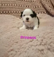 Princess, a female Shih Tzu for sale in Gloucester City, NJ – Photo 1 of 4