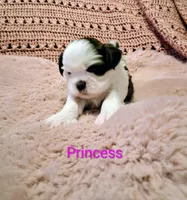 Princess, a female Shih Tzu for sale in Gloucester City, NJ – Photo 4 of 4