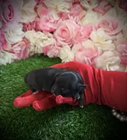 Peso , a male Yorkipoo for sale in Pennsauken, NJ – 5 of 7