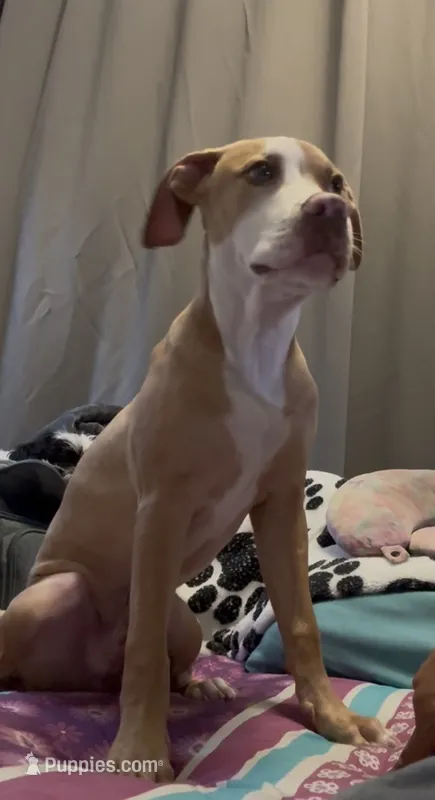 Benjamin – American Bully puppy for sale in Pennsauken, NJ