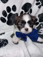 Nutmeg, a male Shih Tzu for sale in Gloucester City, NJ – 3 of 6