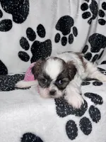 Cinnamon , a female Shih Tzu for sale in Gloucester City, NJ – 5 of 7