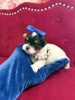 Benz, a male Yorkshire Terrier and Morkie for sale in Pennsauken, NJ – 4 of 7