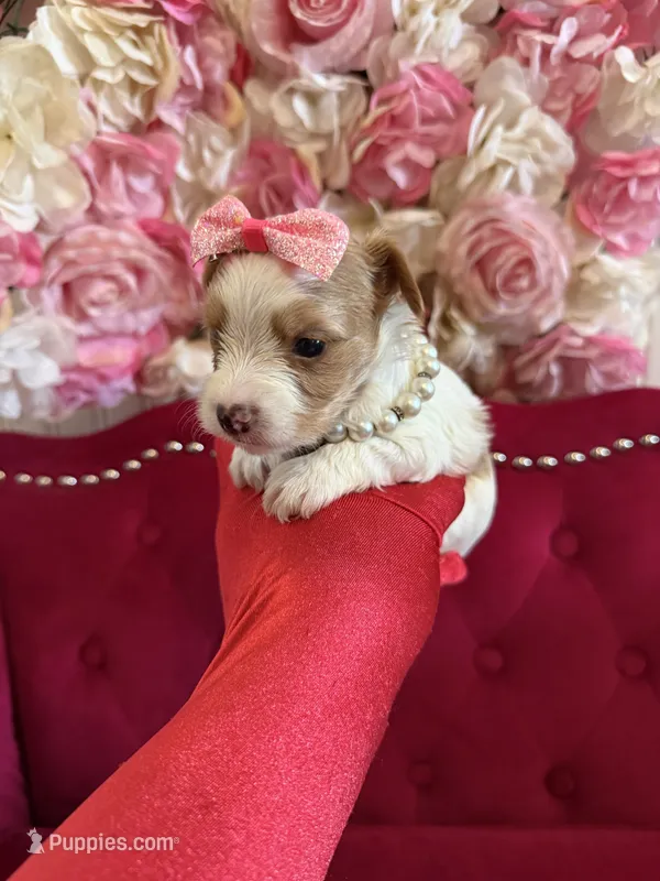 Kiwi  – Yorkshire Terrier puppy for sale in Gloucester City, NJ