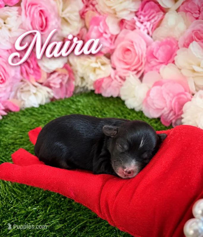 Naira – Yorkipoo puppy for sale in Pennsauken, NJ