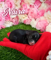 Naira, a female Yorkipoo for sale in Pennsauken, NJ – 1 of 6