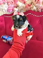 Cherry, a female Yorkshire Terrier for sale in Gloucester City, NJ – 3 of 6