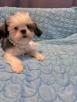 Princess, a female Shih Tzu for sale in Pennsauken, NJ – 2 of 10