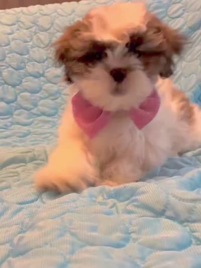Cinnamon , a female Shih Tzu for sale in Pennsauken, NJ – 10 of 10