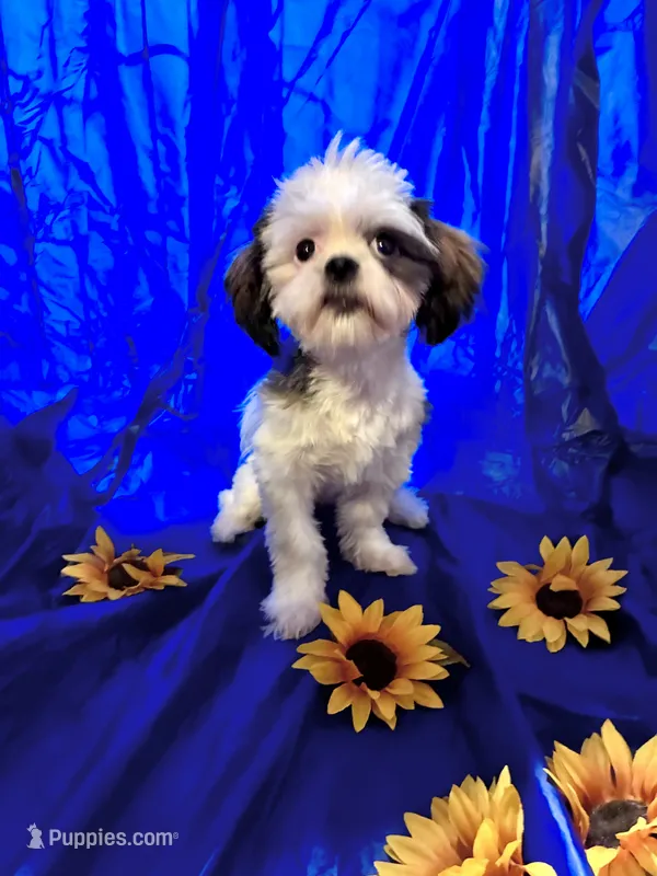 Princess – Shih Tzu puppy for sale in Pennsauken, NJ