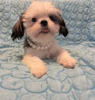 Princess, a female Shih Tzu for sale in Pennsauken, NJ – 1 of 10