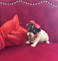 Mercedes , a female Yorkshire Terrier and Morkie for sale in Pennsauken, NJ – 1 of 4
