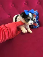 Banana , a male Yorkshire Terrier for sale in Gloucester City, NJ – 3 of 6