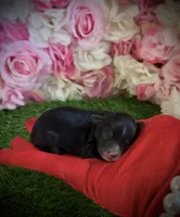 Naira, a female Yorkipoo for sale in Pennsauken, NJ – 2 of 6