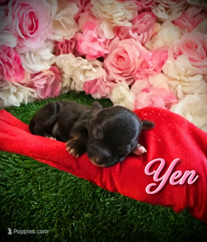 Yen – Yorkipoo puppy for sale in Pennsauken, NJ