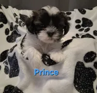 Prince , a male Shih Tzu for sale in Gloucester City, NJ – 4 of 8