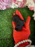 Naira, a female Yorkipoo for sale in Pennsauken, NJ – 3 of 6