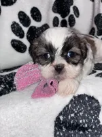 Cinnamon , a female Shih Tzu for sale in Gloucester City, NJ – 2 of 7