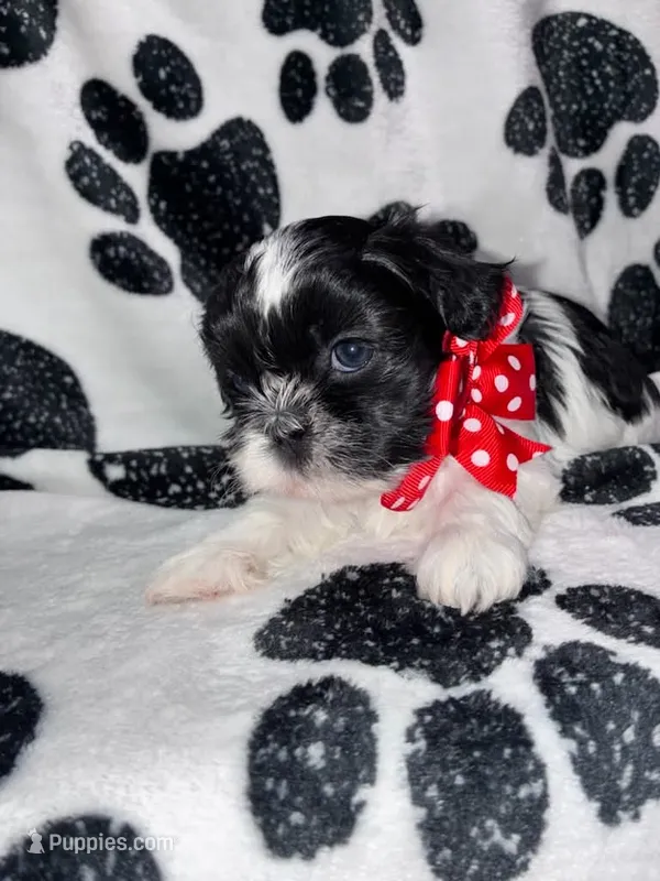 Pepper – Shih Tzu puppy for sale in Gloucester City, NJ