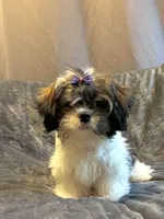 Prince , a male Shih Tzu for sale in Gloucester City, NJ – 3 of 10