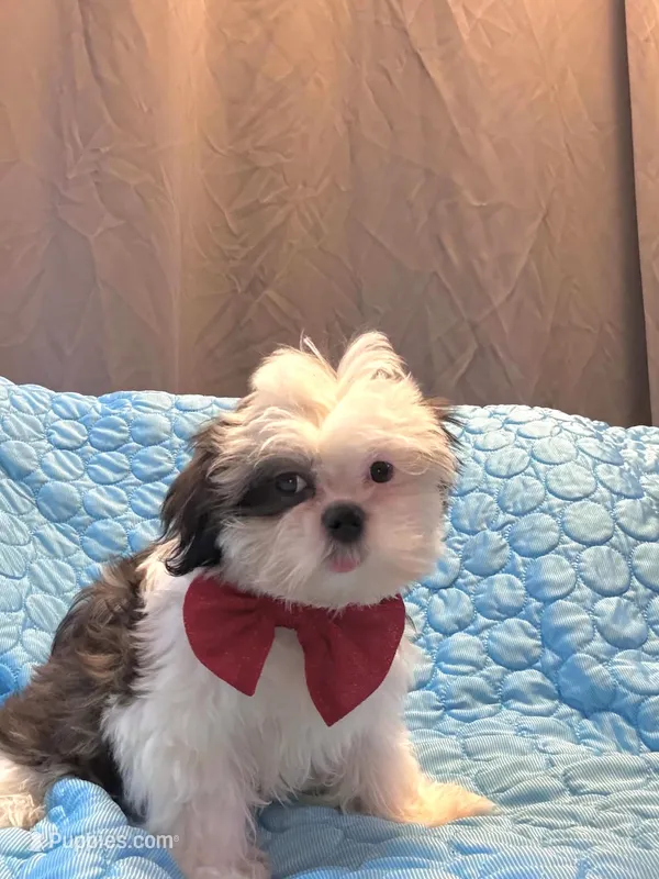 Princess – Shih Tzu puppy for sale in Gloucester City, NJ