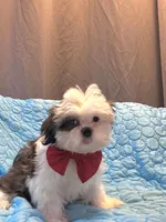 Princess, a female Shih Tzu for sale in Gloucester City, NJ – 1 of 8