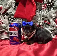 Rigatoni, a male Yorkshire Terrier for sale in Gloucester City, NJ – Photo 8 of 10