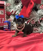 Rigatoni, a male Yorkshire Terrier for sale in Gloucester City, NJ – Photo 5 of 10