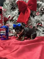 Rigatoni, a male Yorkshire Terrier for sale in Gloucester City, NJ – Photo 6 of 10