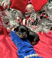 Rigatoni, a male Yorkshire Terrier for sale in Gloucester City, NJ – Photo 10 of 10