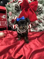 Rigatoni, a male Yorkshire Terrier for sale in Gloucester City, NJ – Photo 1 of 10