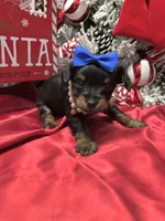 Rigatoni, a male Yorkshire Terrier for sale in Gloucester City, NJ – Photo 7 of 10