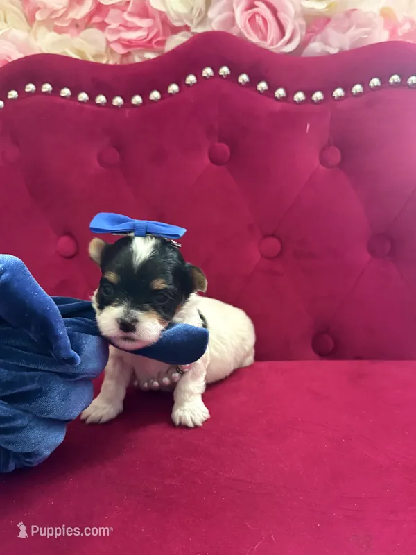 Benz – Yorkshire Terrier, Morkie puppy for sale in Gloucester City, NJ