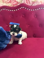 Benz, a male Yorkshire Terrier and Morkie for sale in Pennsauken, NJ – 1 of 7