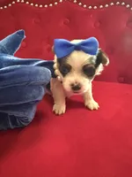 Bentley, a male Yorkshire Terrier and Morkie for sale in Pennsauken, NJ – 2 of 7