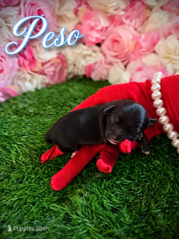 Peso  – Yorkipoo puppy for sale in Pennsauken, NJ
