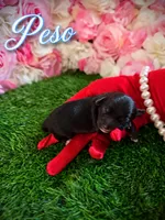 Peso , a male Yorkipoo for sale in Pennsauken, NJ – 1 of 7