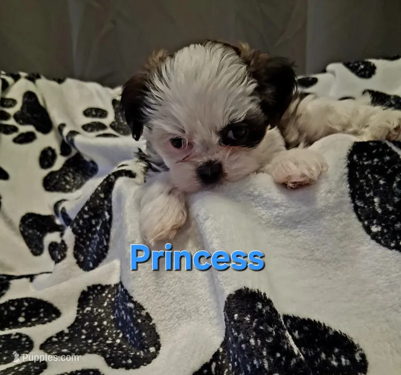Princess – Shih Tzu puppy for sale in Gloucester City, NJ