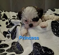 Princess, a female Shih Tzu for sale in Gloucester City, NJ – 1 of 8