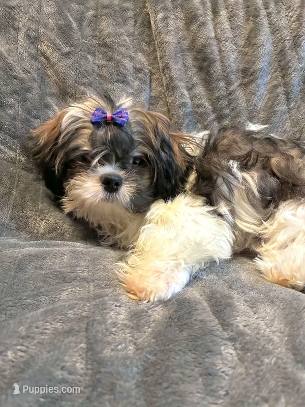 Prince  – Shih Tzu puppy for sale in Gloucester City, NJ