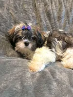 Prince , a male Shih Tzu for sale in Gloucester City, NJ – 1 of 10
