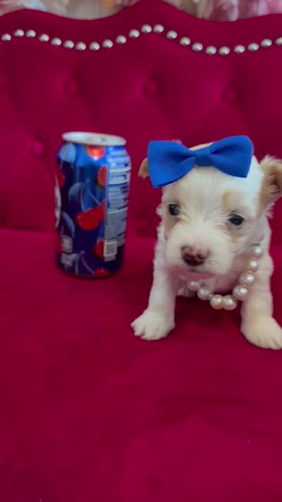 Mango , a male Yorkshire Terrier for sale in Gloucester City, NJ – 8 of 8