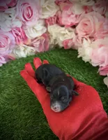 Naira, a female Yorkipoo for sale in Pennsauken, NJ – 5 of 6
